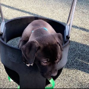 Meet your Posher, Maya